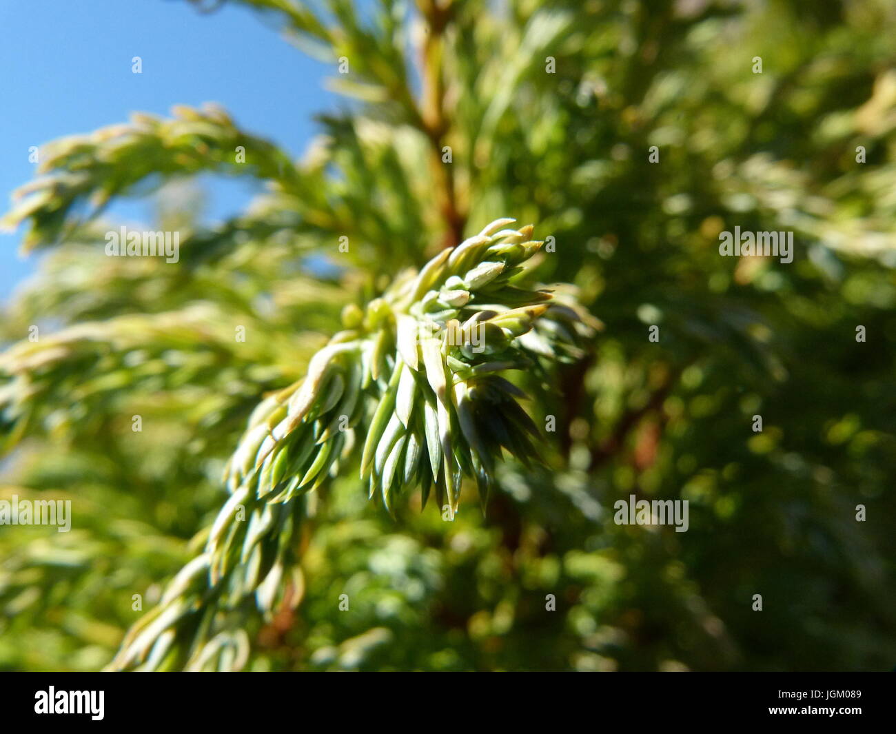 Leaves of Lawson's cypress Stock Photo