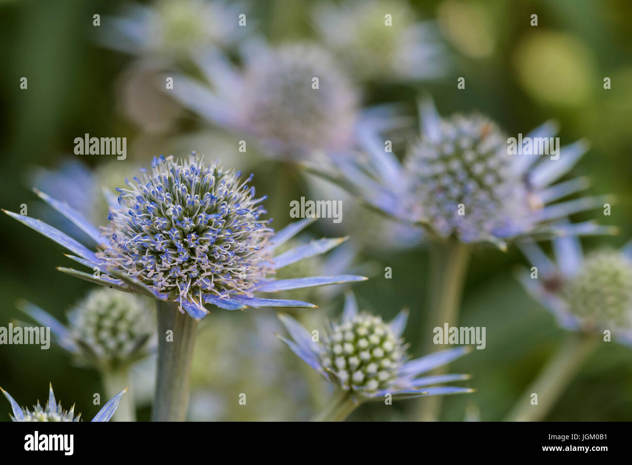 Eryngium Bourgatii, Oxford Blue, Apiaceae, Stock Photo