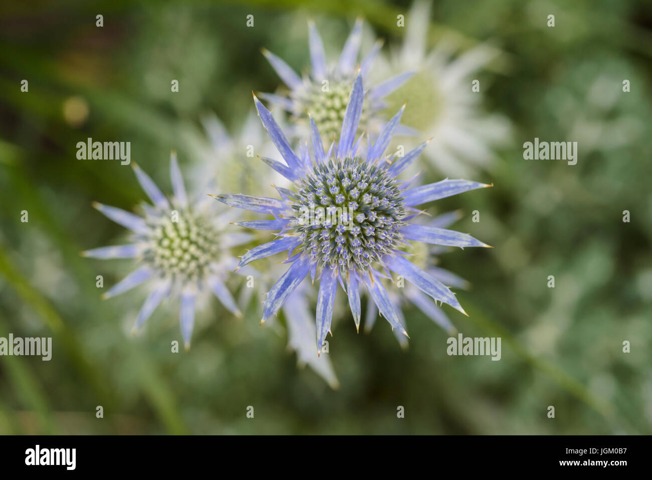 Eryngium Bourgatii, Oxford Blue, Apiaceae, Stock Photo