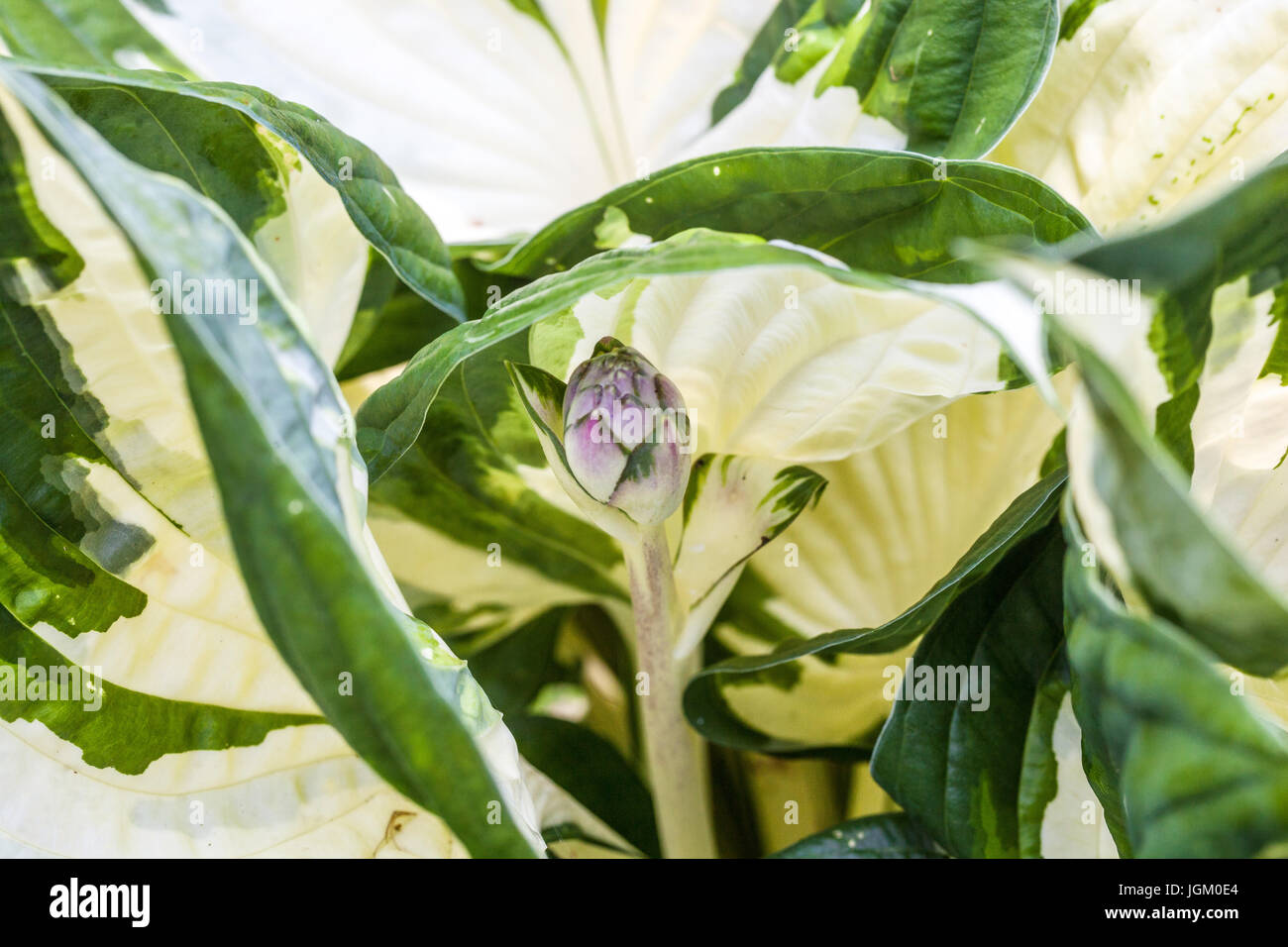 Hosta Flower Buds High Resolution Stock Photography And Images Alamy Hosta Flower Buds High Resolution Stock Photography And Images Alamy