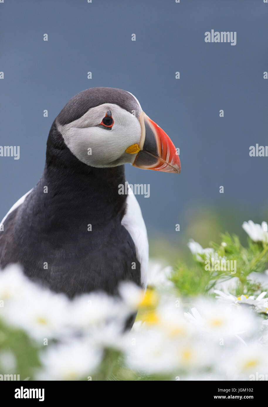 A Puffin (Fratercula arctica) perched amongst the cliff top daisies, Shetland, UK Stock Photo