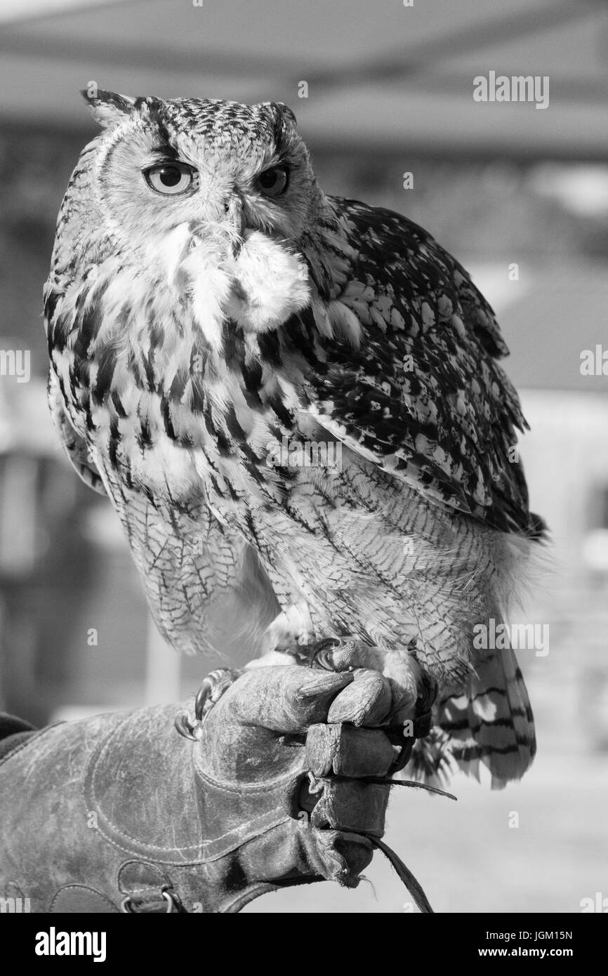 European eagle owl Stock Photo