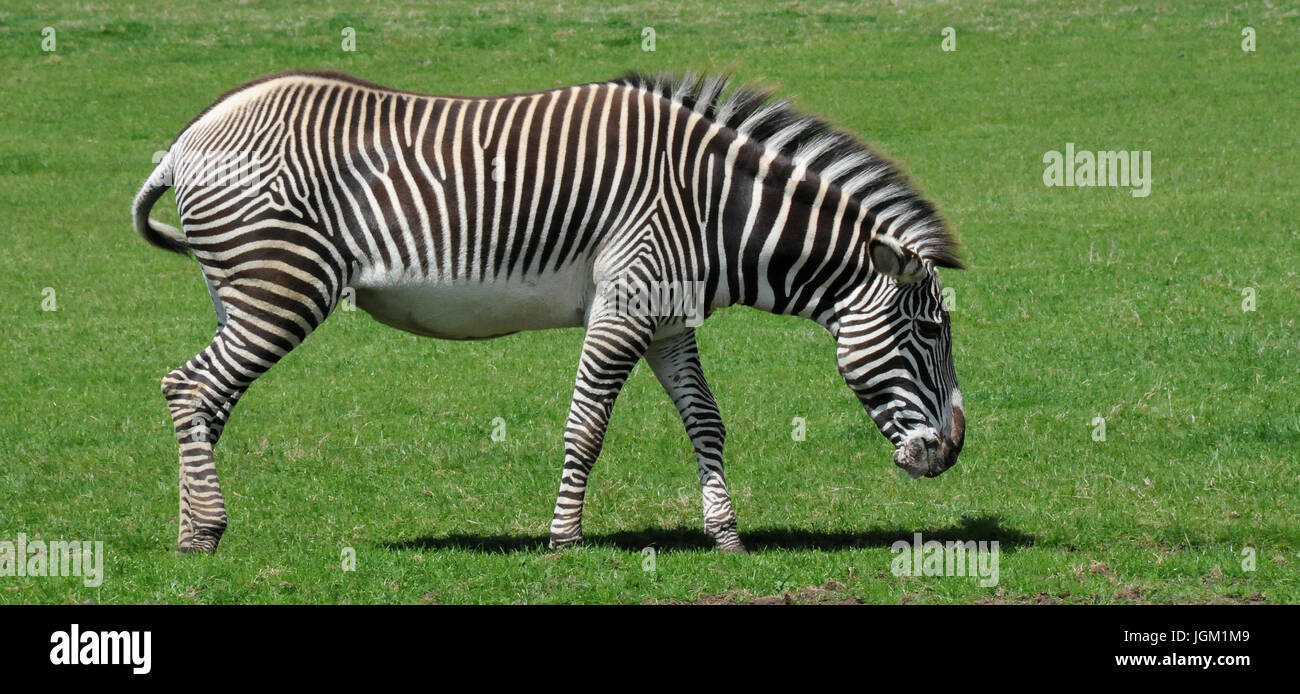 A Grevy's Zebra (Equus grevyi) walking on lush green grass Stock Photo