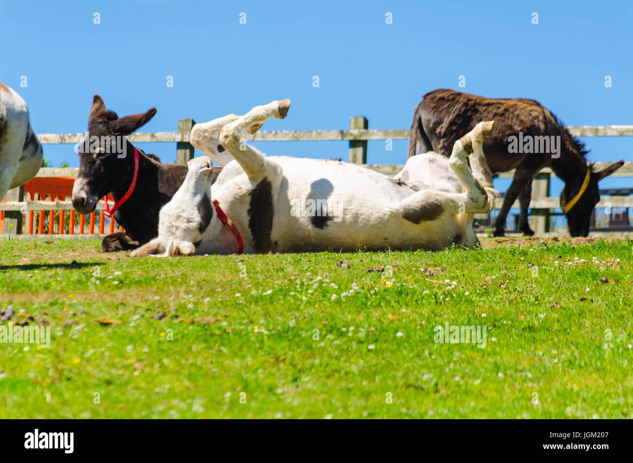 Playful white Donkey rolling on the ground Sidmouth Donkey Sanctuary Devon England UK Stock Photo