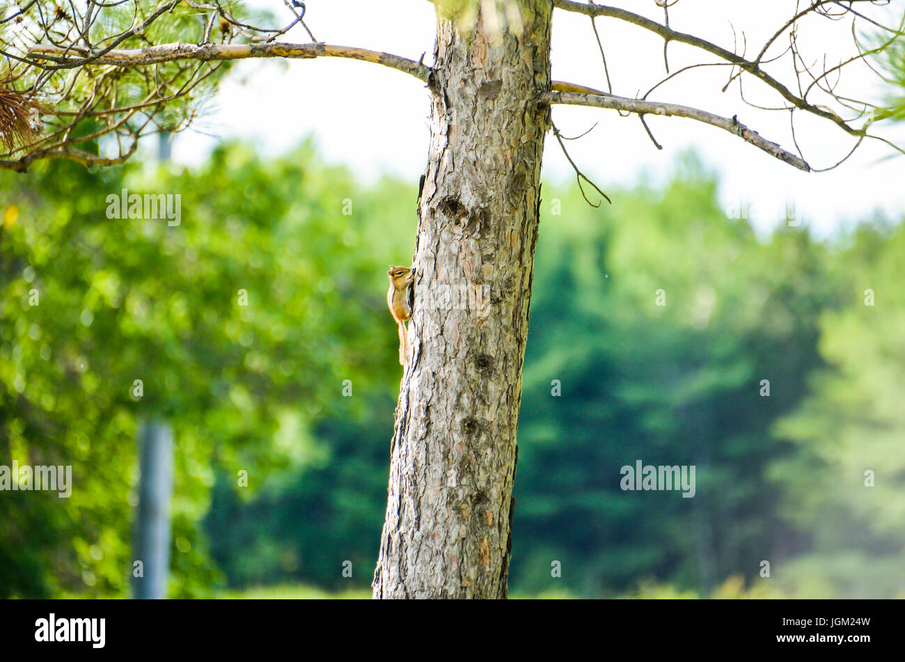 Small chipmunk on tree trunk during sunset isolated with bokeh background Stock Photo