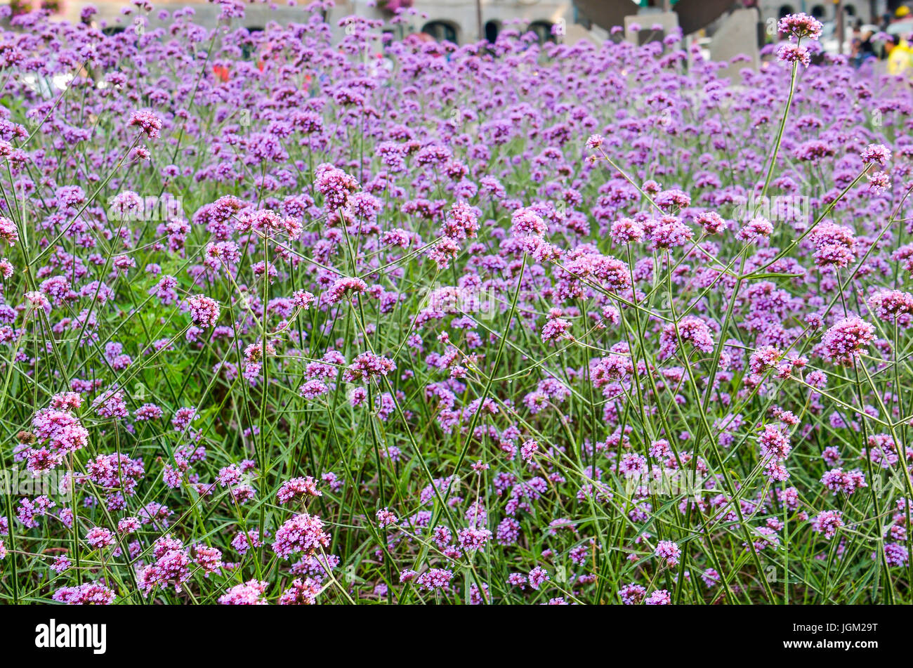 Many tiny purple flower clusters in field called Verbena Bonariensis
