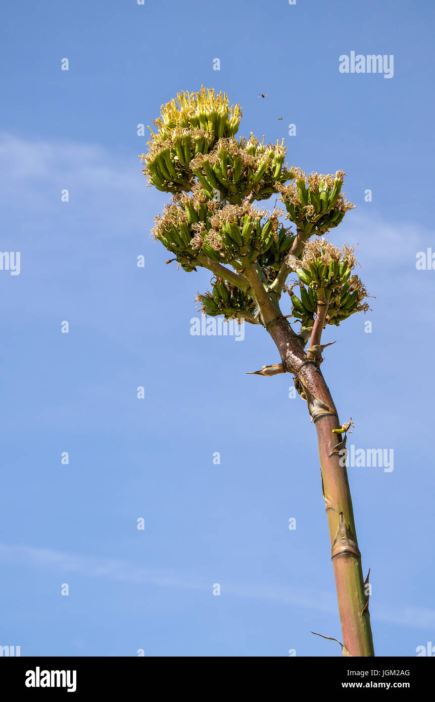 Agave plant with tree growing with flowers in desert landscape Stock Photo