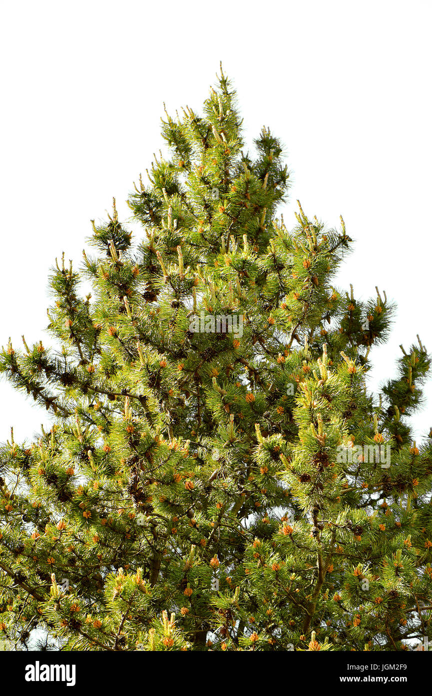 Scotch pine Latin name Pinus sylvestris Stock Photo