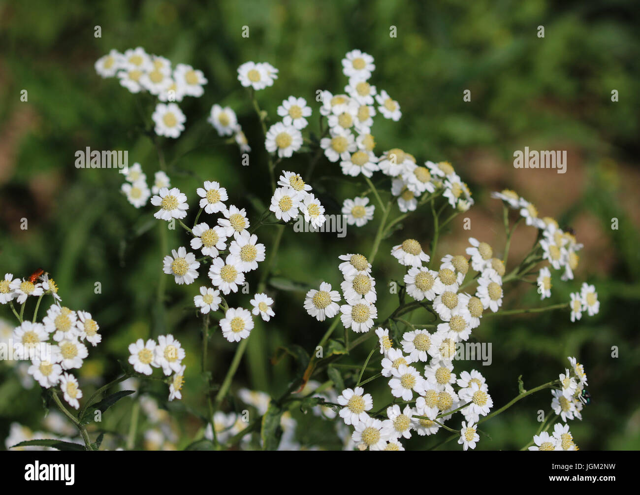 Tanacetum parthenium Stock Photo