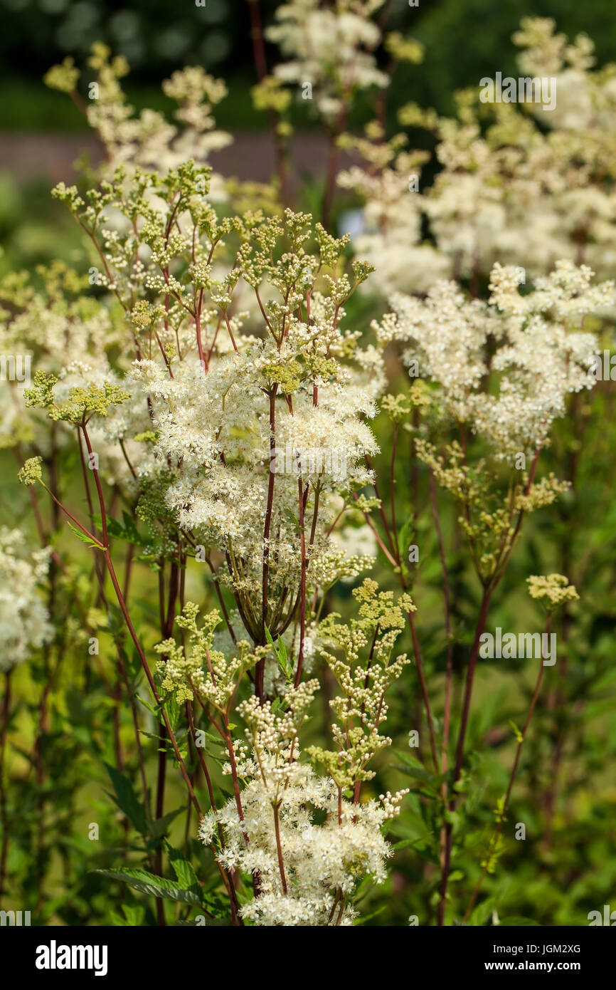 Filipendula ulmaria, commonly known as meadowsweet or mead wort. This plant contains salicylic acid (the basis of aspirin). Stock Photo