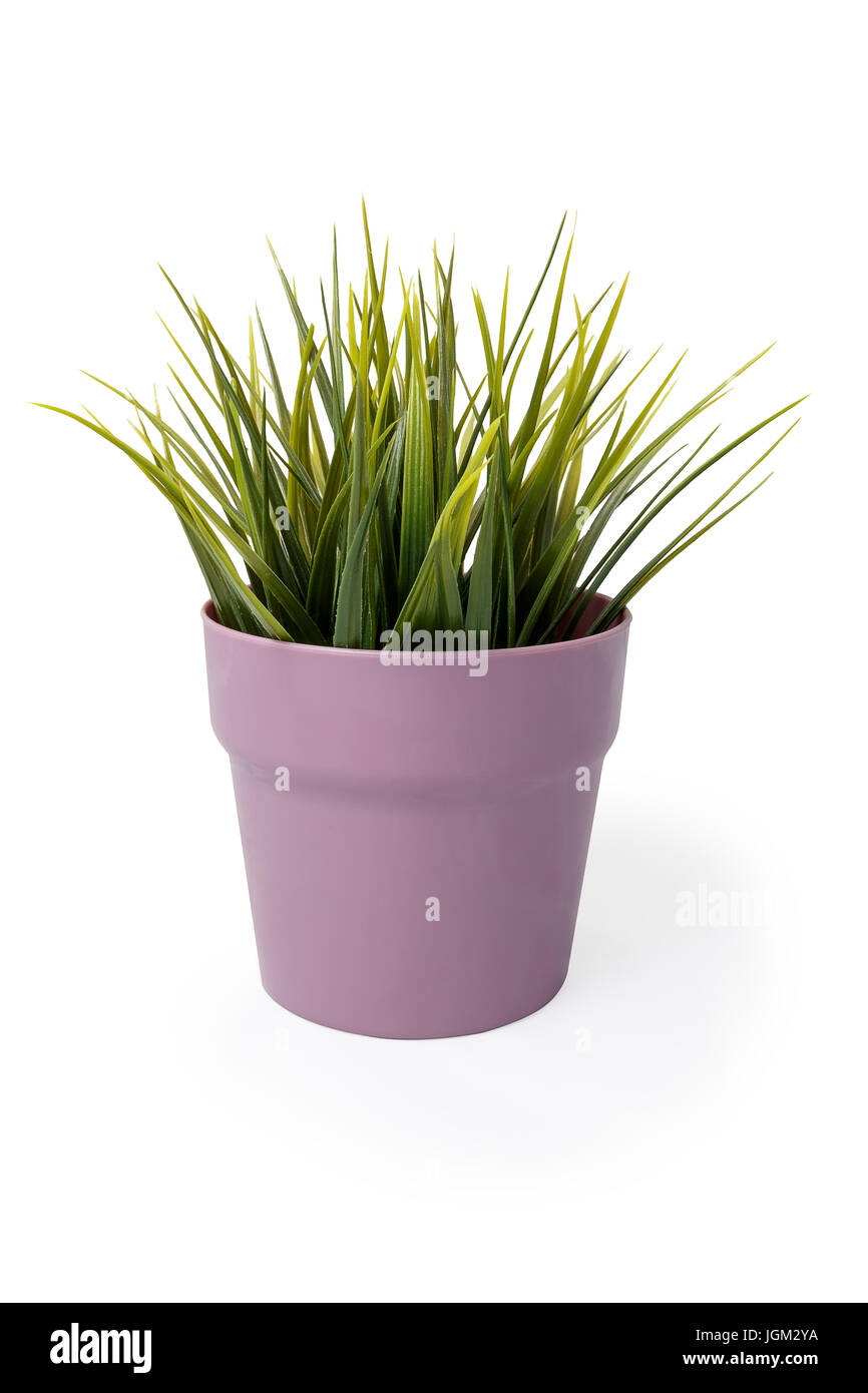 potted plant Stock Photo