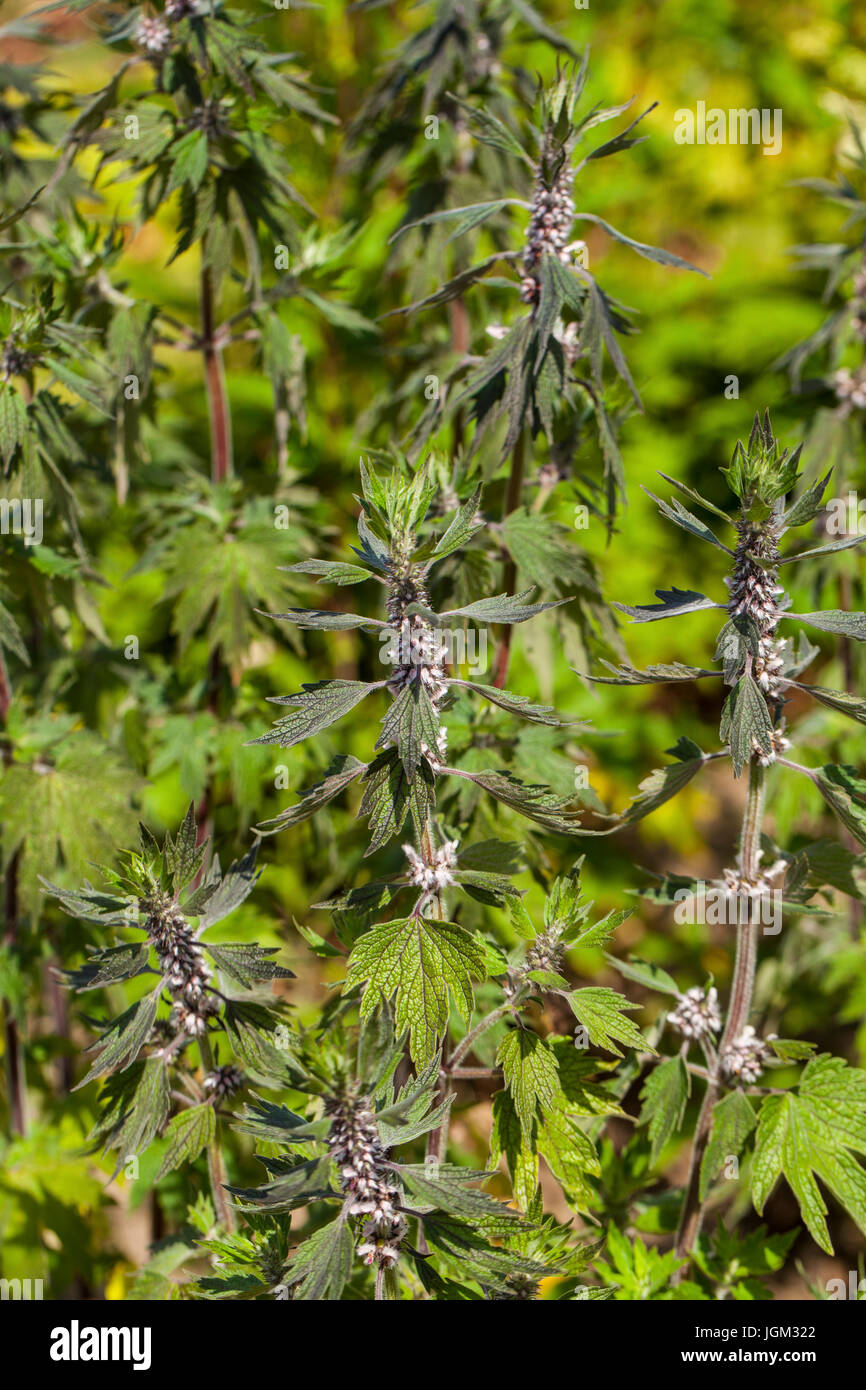 Leonurus cardiaca, known as motherwort, is an herbaceous perennial plant in the mint family, Lamiaceae. Other common names include throw-wort, lion's Stock Photo