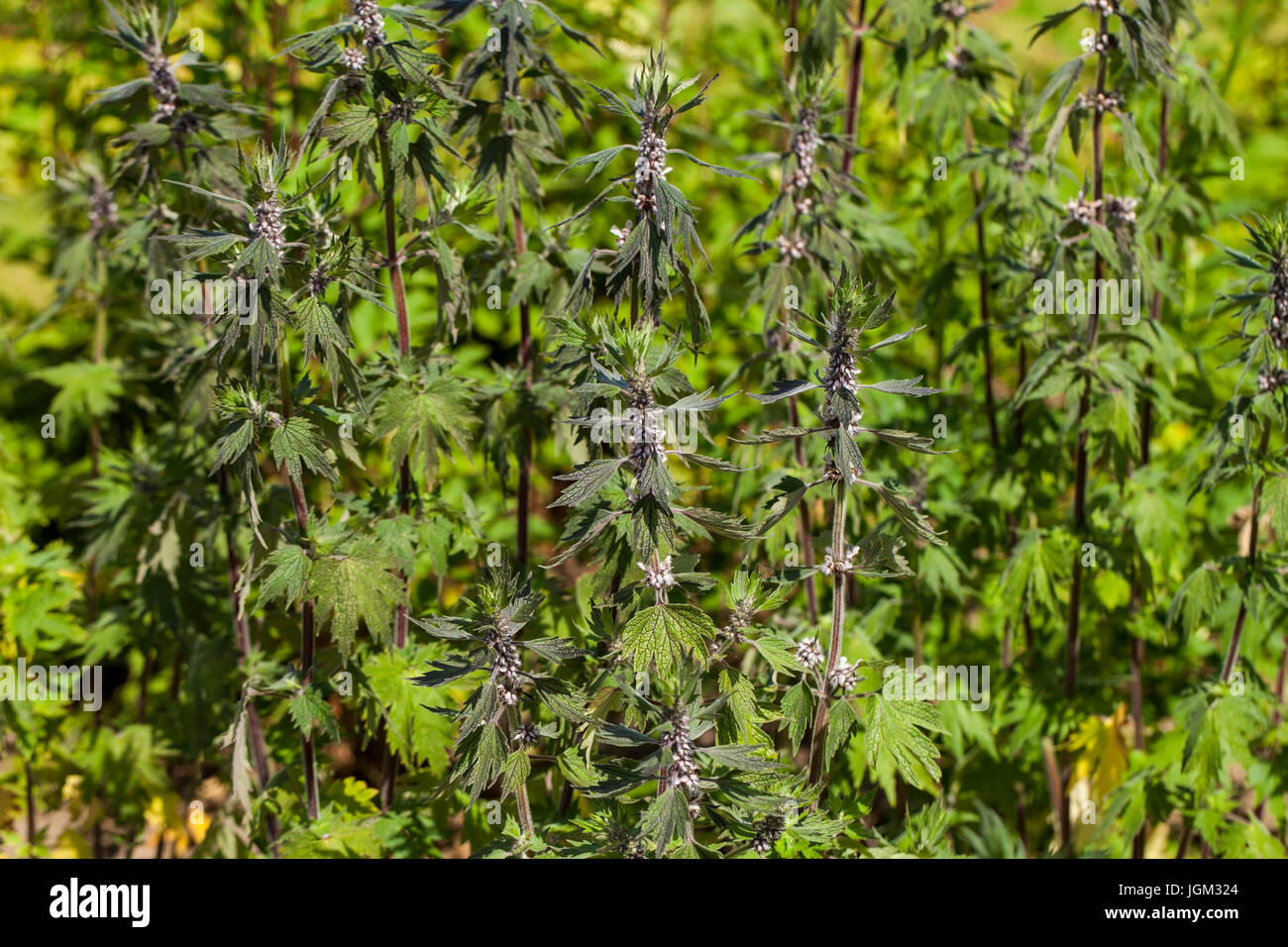 Leonurus cardiaca, known as motherwort, is an herbaceous perennial plant in the mint family, Lamiaceae. Other common names include throw-wort, lion's Stock Photo