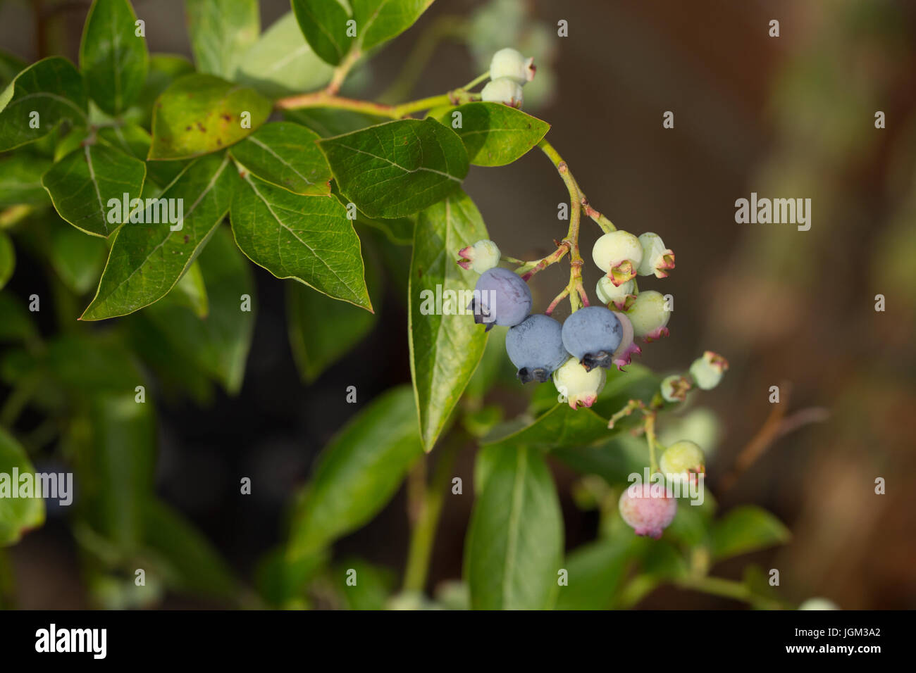 Close up view of a blueberry bush (vaccinium) in a UK garden, with berries at various stages of ripeness. Stock Photo