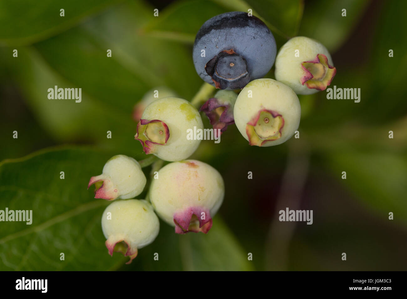 Close up view of a blueberry bush (vaccinium) in a UK garden, with berries at various stages of ripeness. Stock Photo