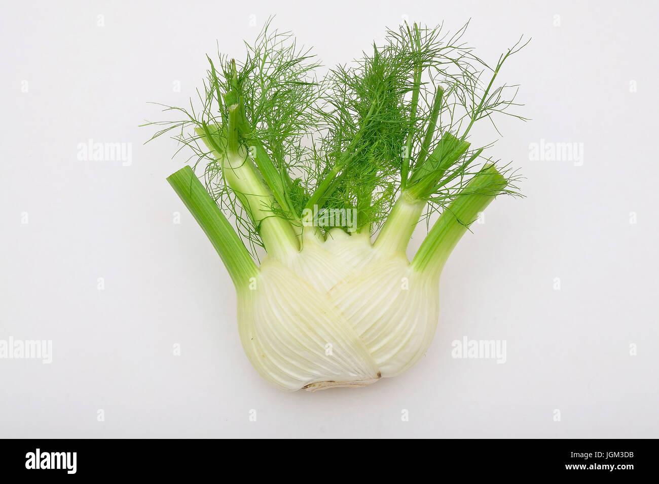 Fennel, vegetables, plant, plants, nodule, fennel nodule, white, background, studio admission, free plate, food, food, horizontal format, Fenchel Stock Photo