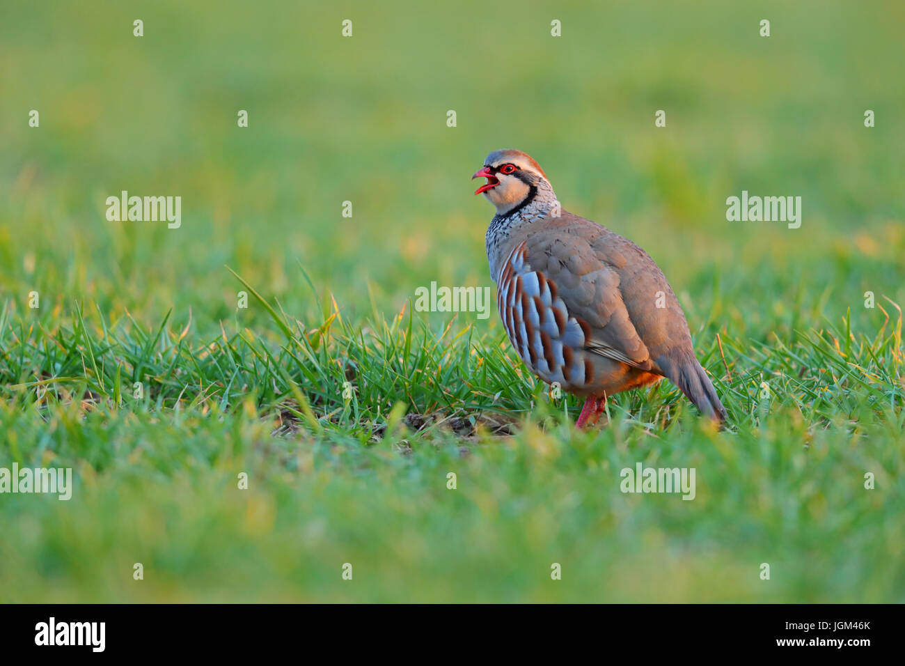 Red-legged Partridge Alectoris rufa on farmland in Norfolk, UK Stock ...