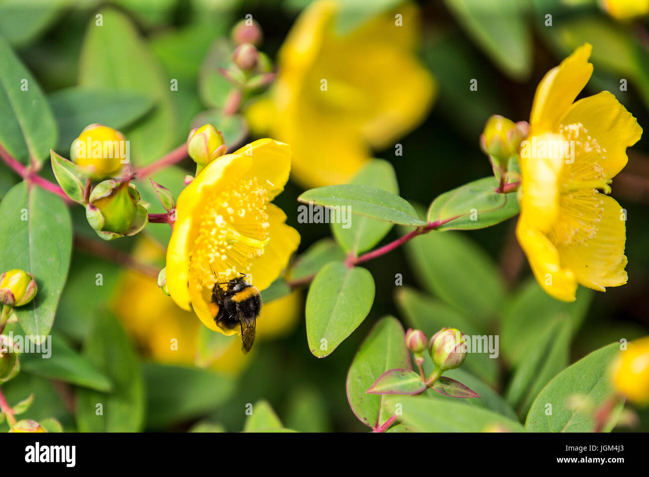Bumble Bees collecting pollen from Rose of Sharon Stock Photo