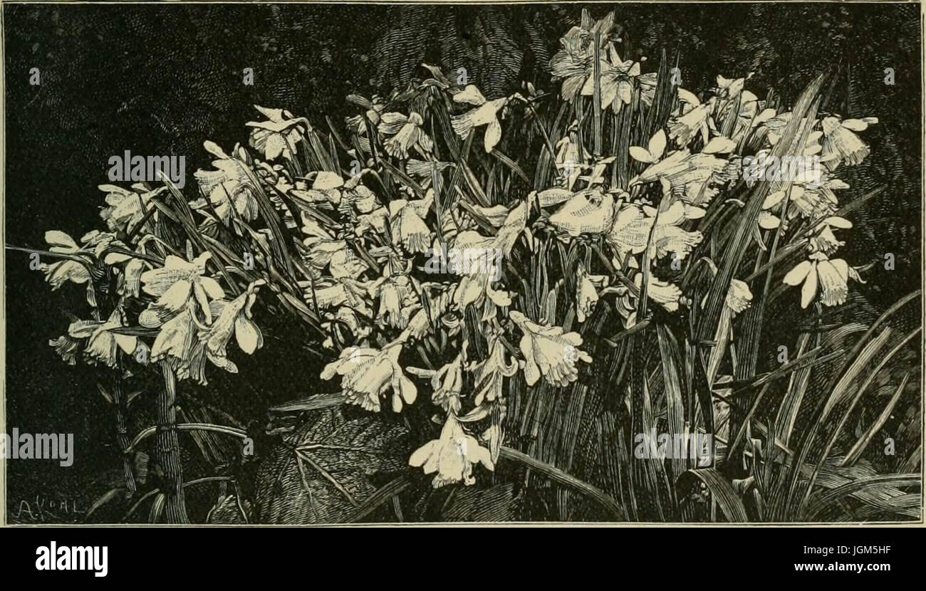 Old english garden flower hi-res stock photography and images - Alamy