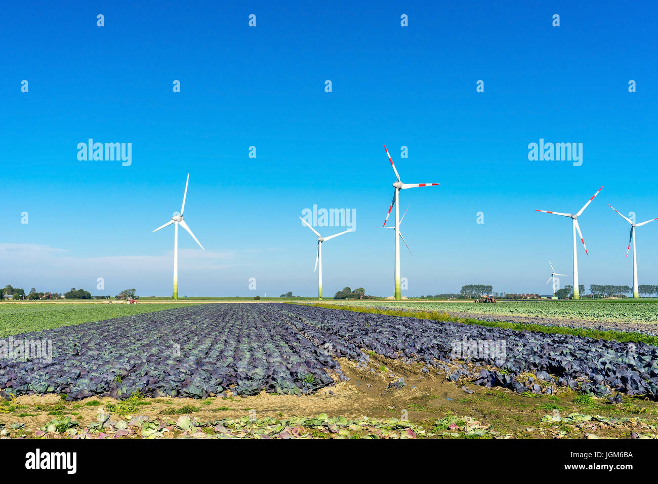 acre, arable land, dyke, Germany, Ditmarsh, harvests, erntemaschienen, friedrichskoog, char, agriculture, North Germany, red cabbage, Schleswig - Hols Stock Photo