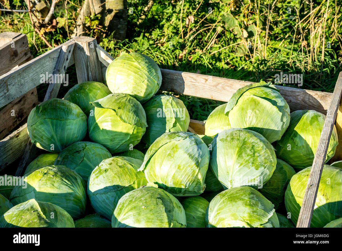Germany, Ditmarsh, friedrichskoog, vegetables, North Germany, Schleswig - Holstein, cabbage, Fruit and vegetables, Obst und Gemuese Stock Photo