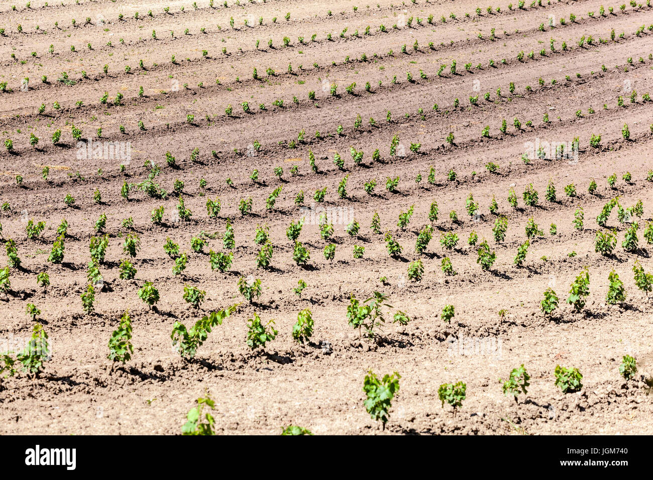 Newly planted vineyards in the Valtice wine region, South Moravia fields Czech Republic, Europe Stock Photo