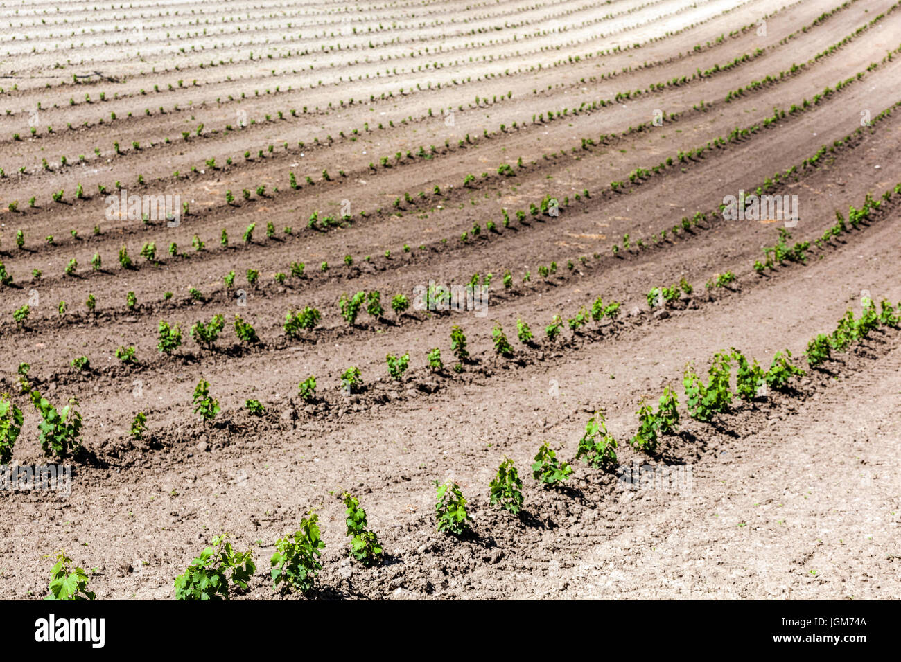 Newly planted vineyards in the Valtice wine region, South Moravia fields Czech Republic, Europe Stock Photo