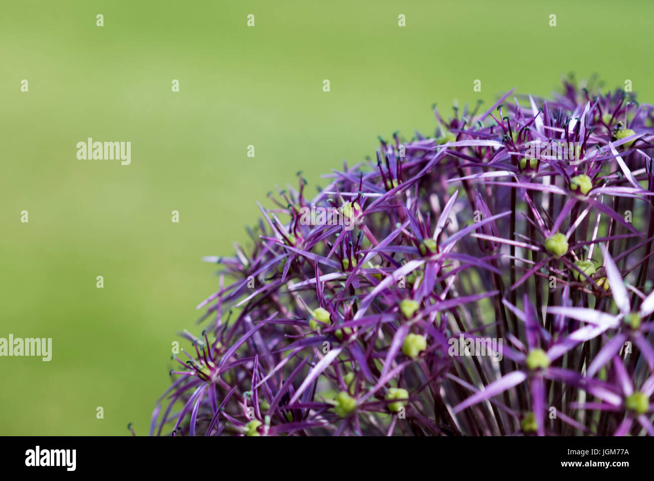 Purple flowers Stock Photo