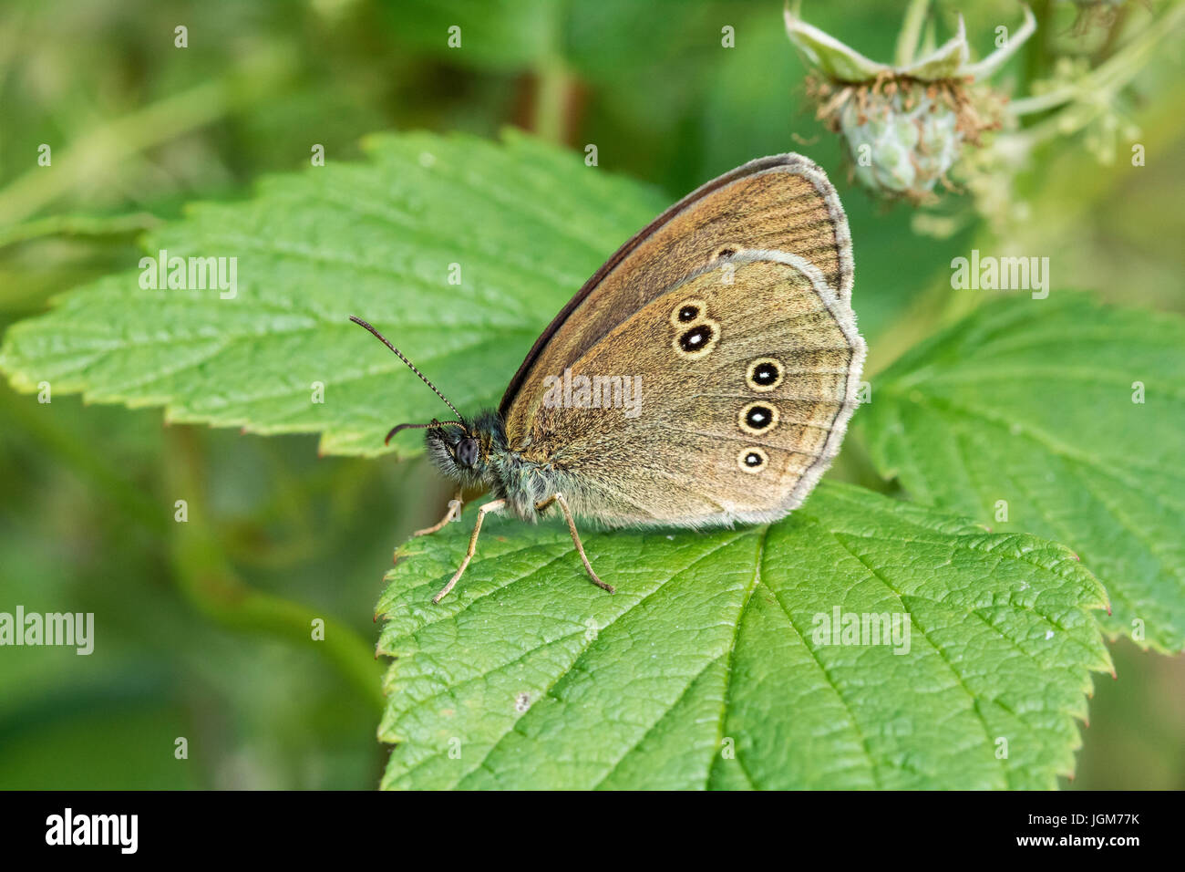 Resting butterfly Stock Photo