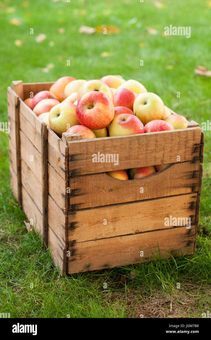 Old apple crate hires stock photography and images Alamy