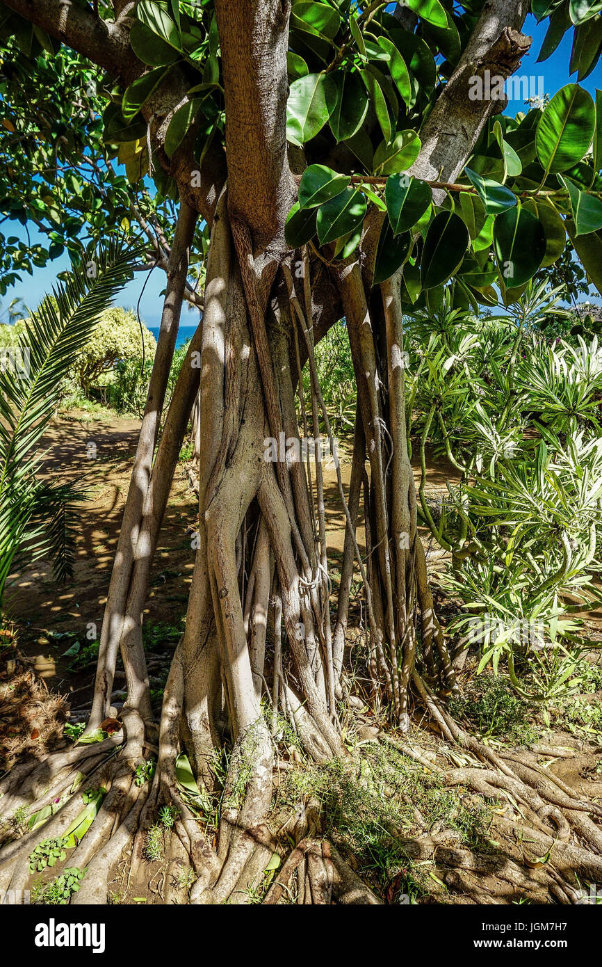 tree root, rears up, Canary islands, park, playa jardin, puerto de la ...