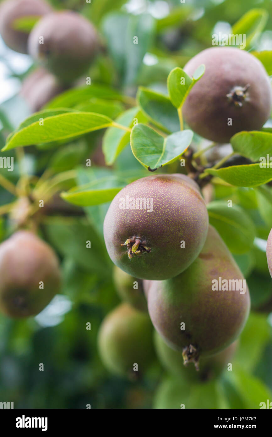 Laxative Properties High Resolution Stock Photography and Images Alamy