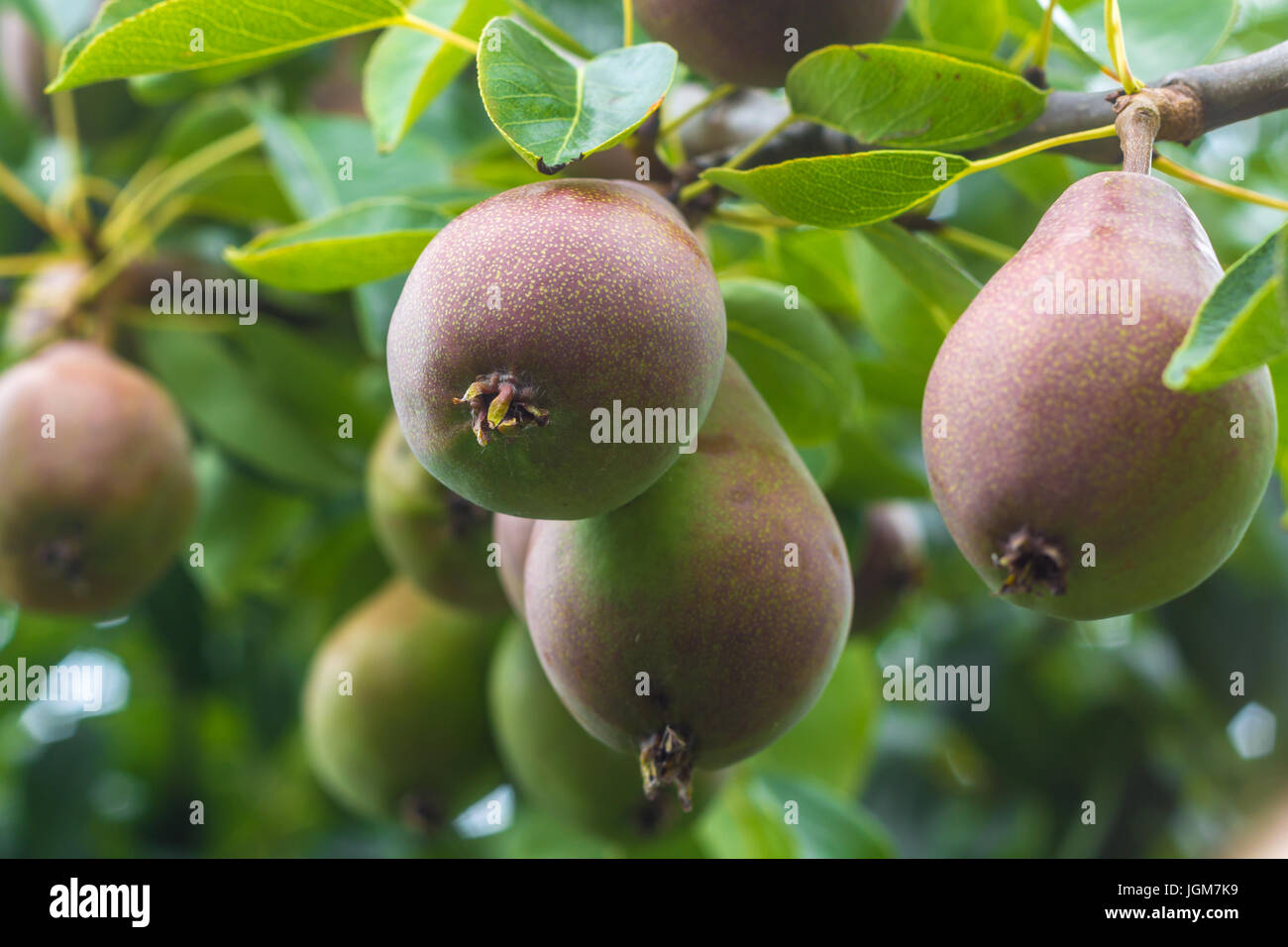 Laxative Properties High Resolution Stock Photography and Images Alamy