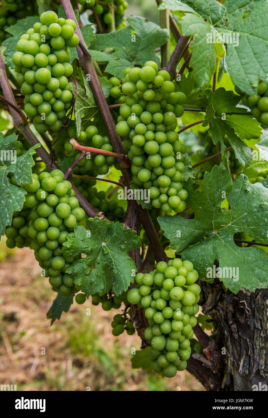 Grapes on a vine of the Grauer Burgunder in Saale Unstrut in Germany. Stock Photo
