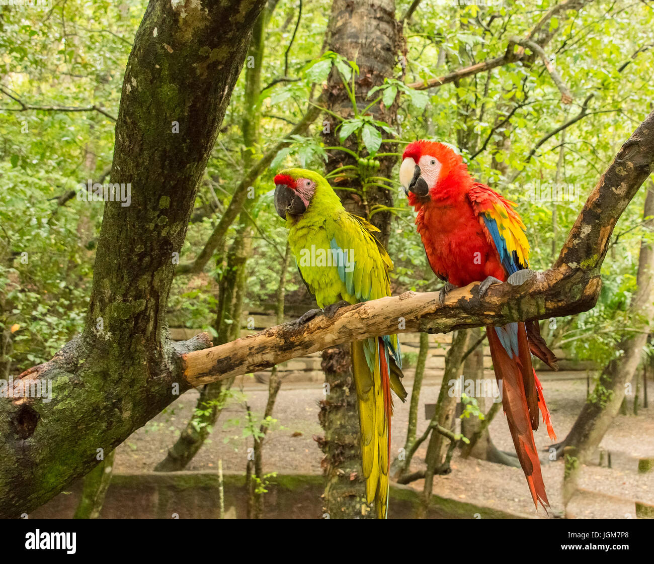Colorful Macaw Bird In The Wild Stock Photo