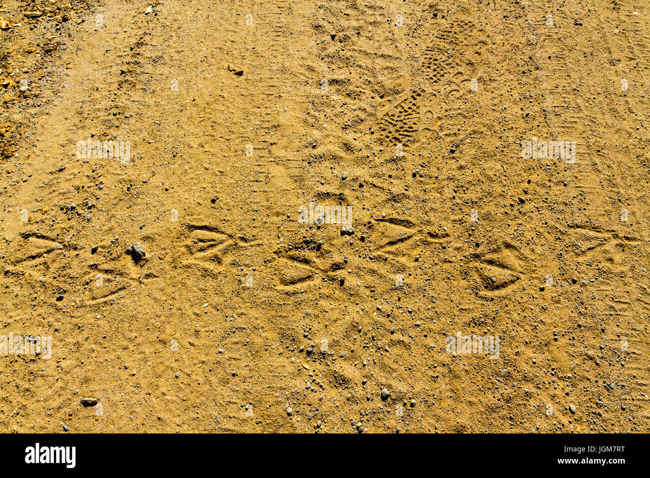 Duck prints, footprints, and tire tracks on an irrigation ditch road the the California Central Valley, Stock Photo