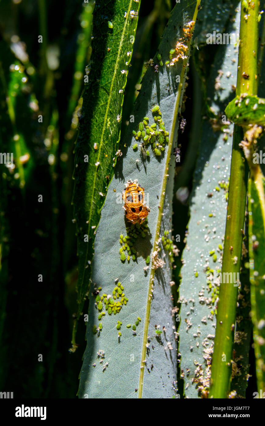 Lady bug beetles on a willow tree in the California Central valley