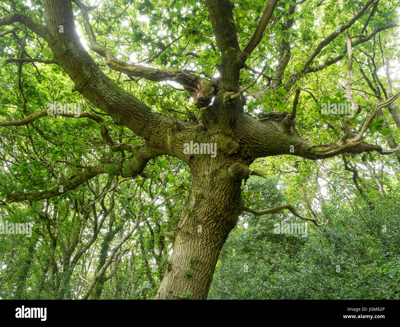 Woodland, Felindre Farchog, Pembrokeshire Stock Photo Alamy