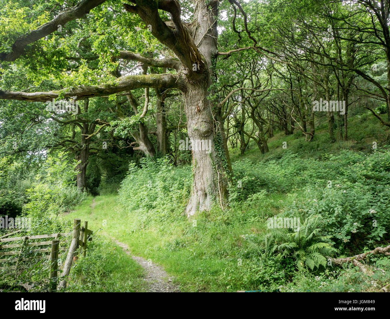 Woodland, Felindre Farchog, Pembrokeshire Stock Photo Alamy
