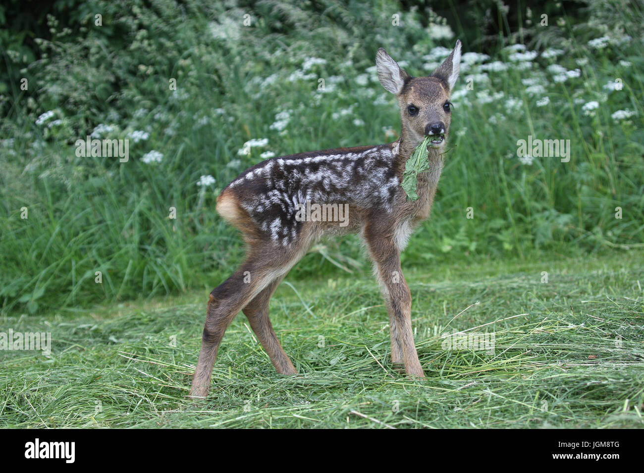 European roe deer (Capreolus capreolus), fawn standing on mown meadow, three weeks old, Allgäu, Bavaria, Germany Stock Photo
