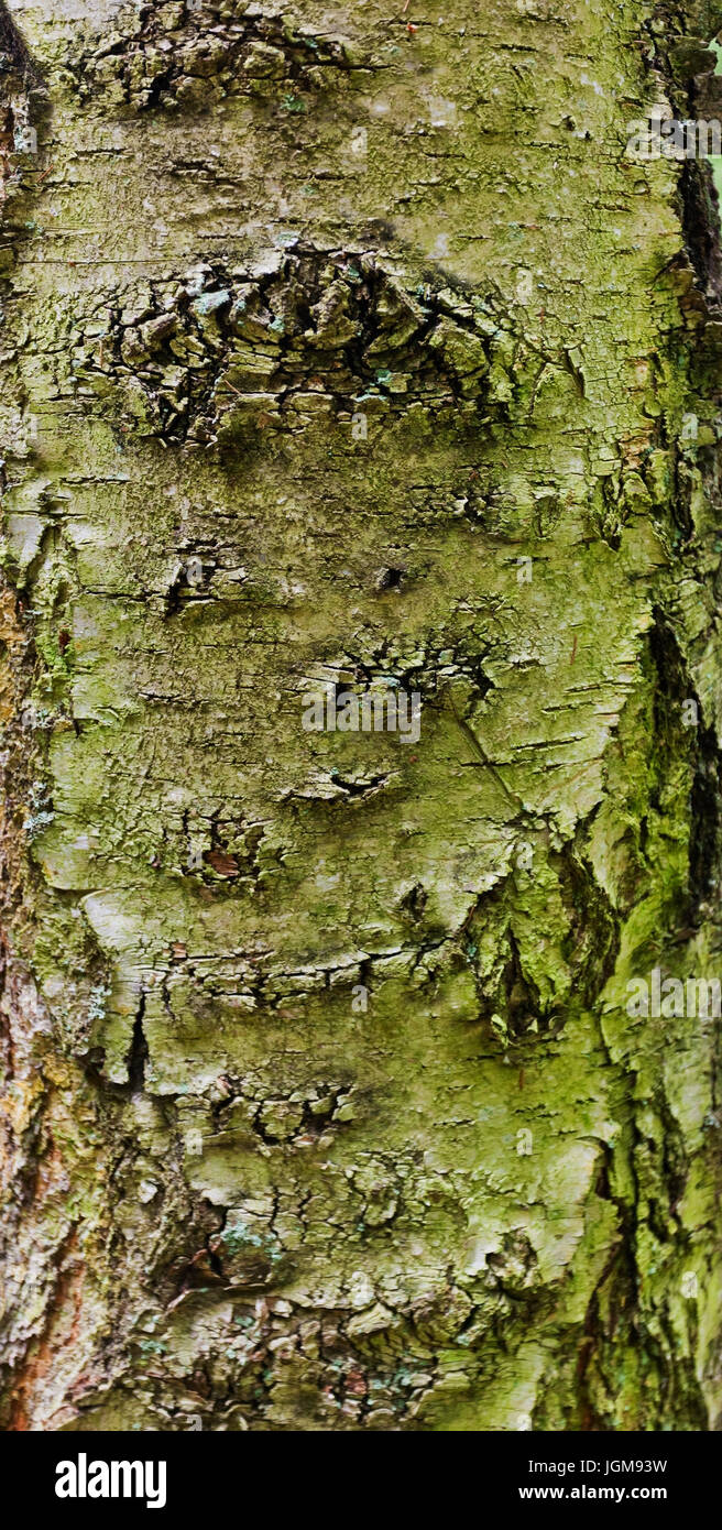Closeup of brown tree bark texture background Stock Photo - Alamy