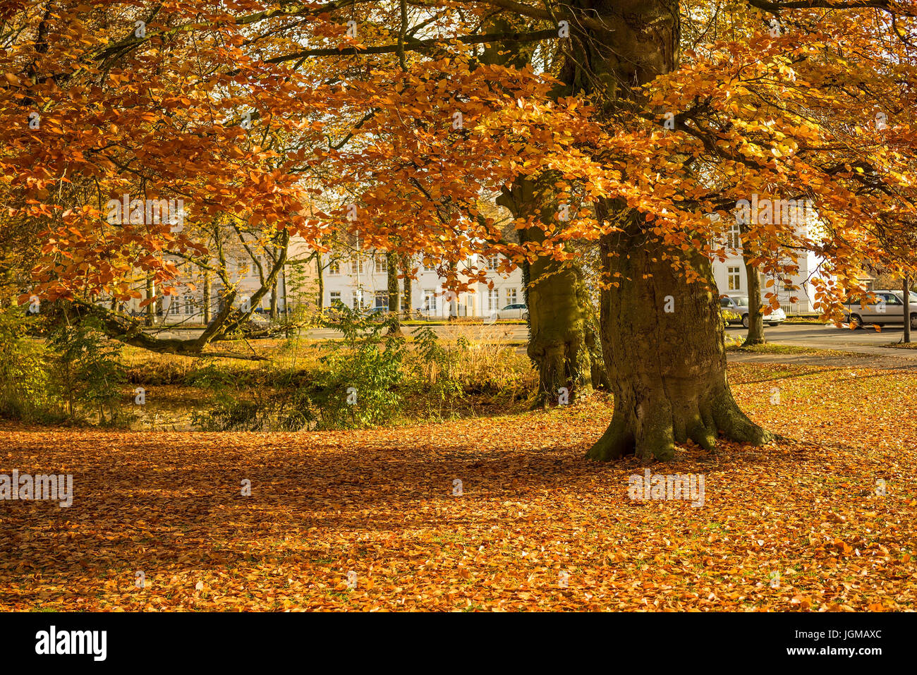 The Federal Republic of Germany, Lower Saxony, East Friesland, season, autumn, autumn foliage, tree, trees, autumnally, horizontal format, Horizontall Stock Photo