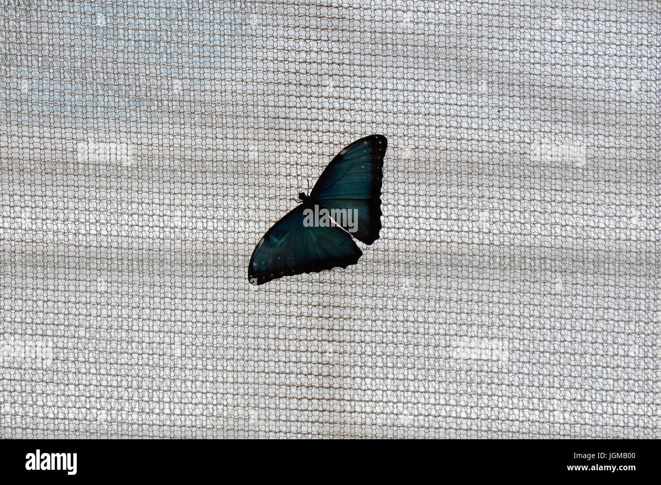 Butterfly in the garden Stock Photo - Alamy