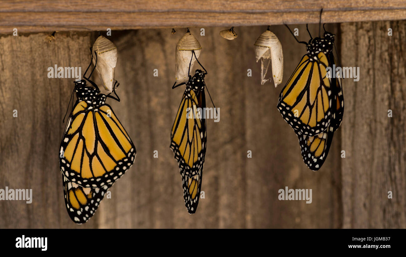 Monarch Butterflies emerge from chrysalises Stock Photo Alamy