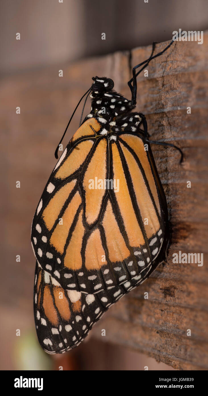 Monarch Butterflies emerge from chrysalises Stock Photo Alamy
