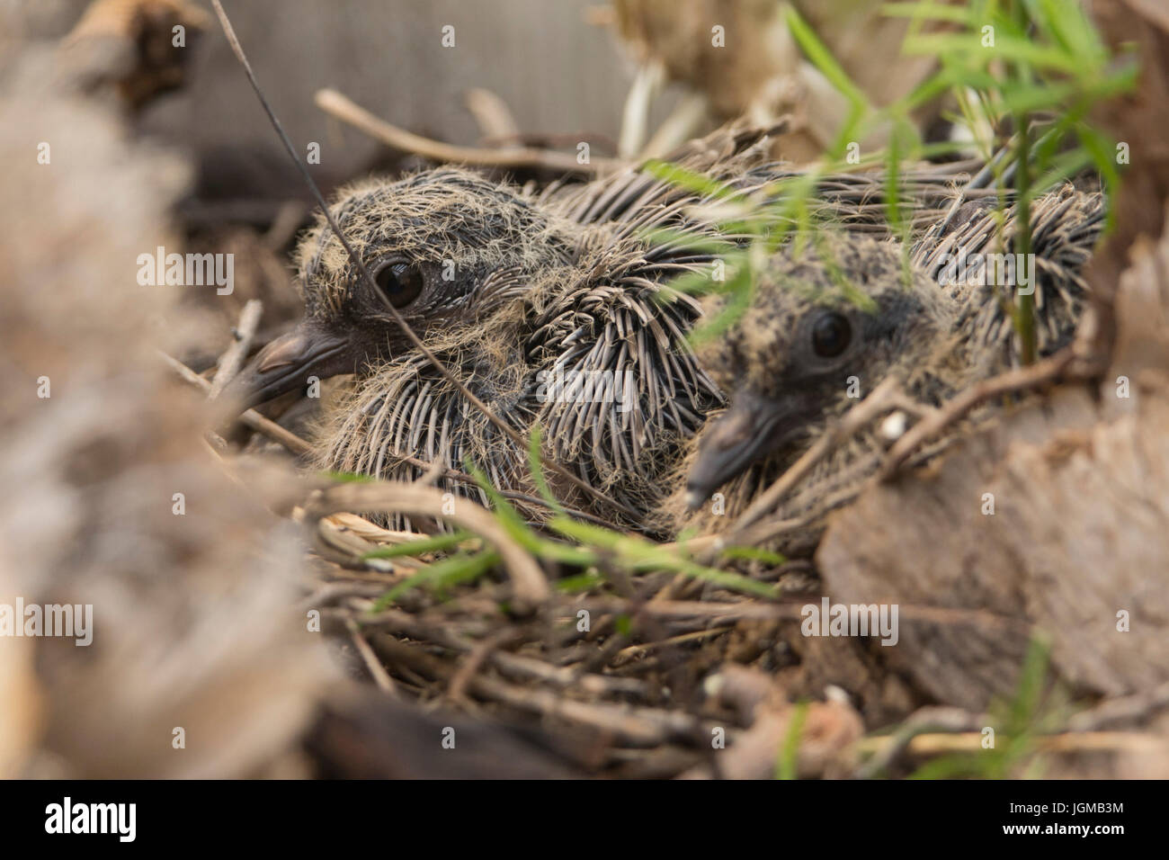 Baby doves in a nest with the parents. Stock Photo