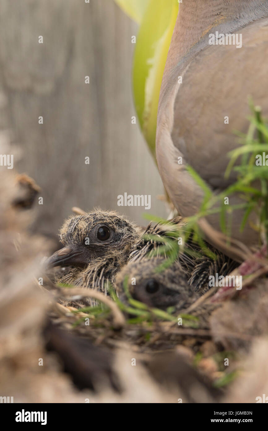 Baby doves in a nest with the parents. Stock Photo