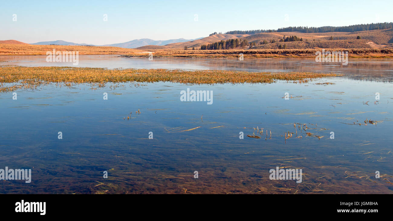 Aquatic grass and vegetation in the Yellowstone river in the Hayden