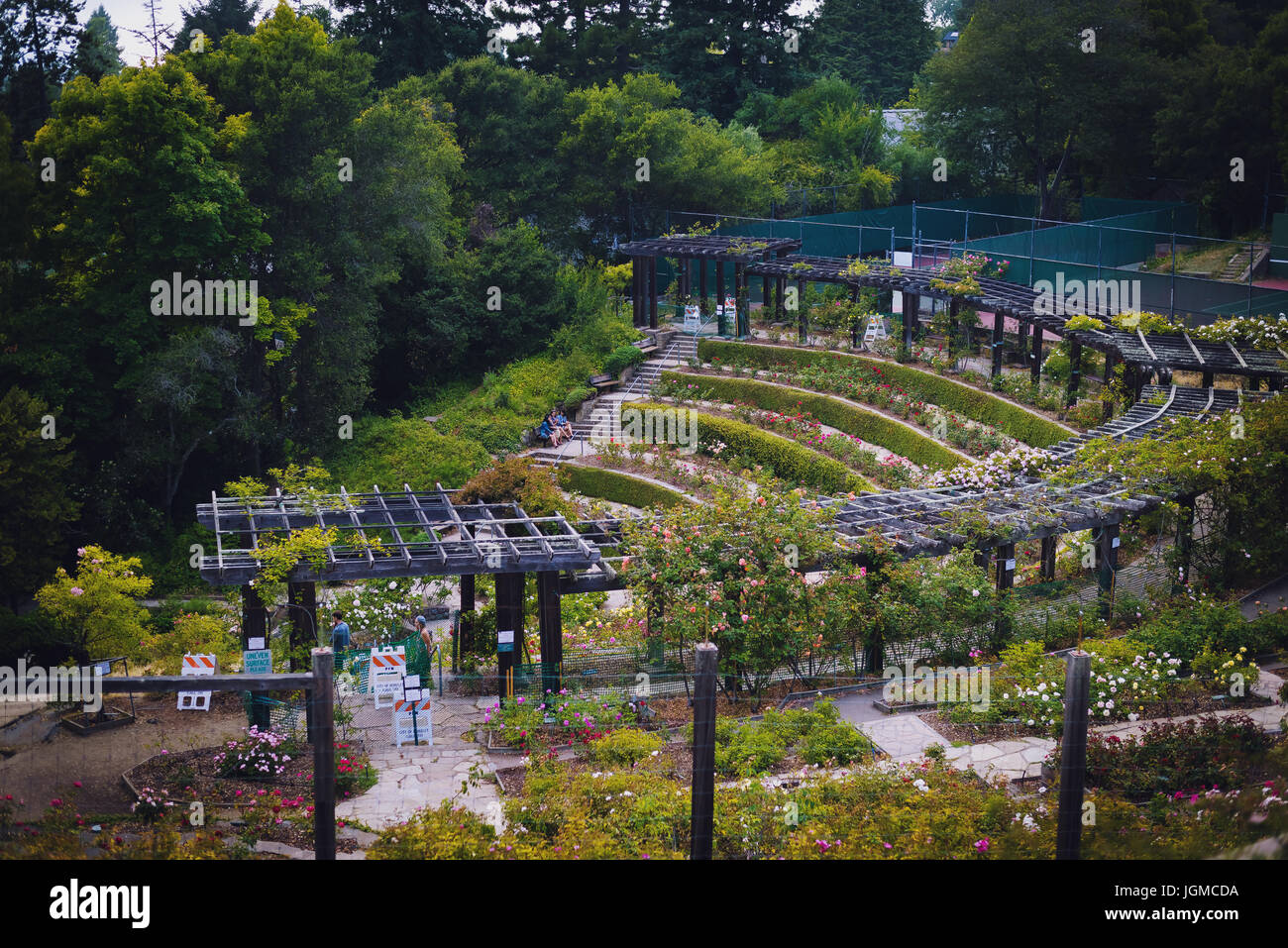 Berkeley rose garden in the summer Stock Photo Alamy