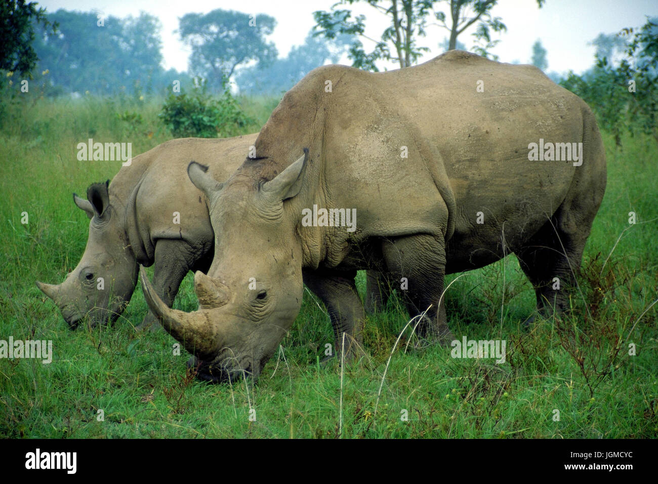 'White rhinoceros; the Ivory Coast, West Africa', Weisses Nashorn; Elfenbeinkueste, Westafrika Stock Photo
